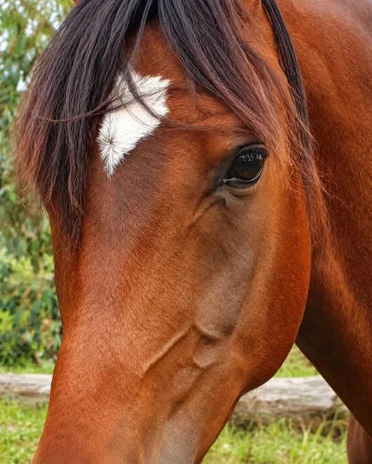 Working with horses
