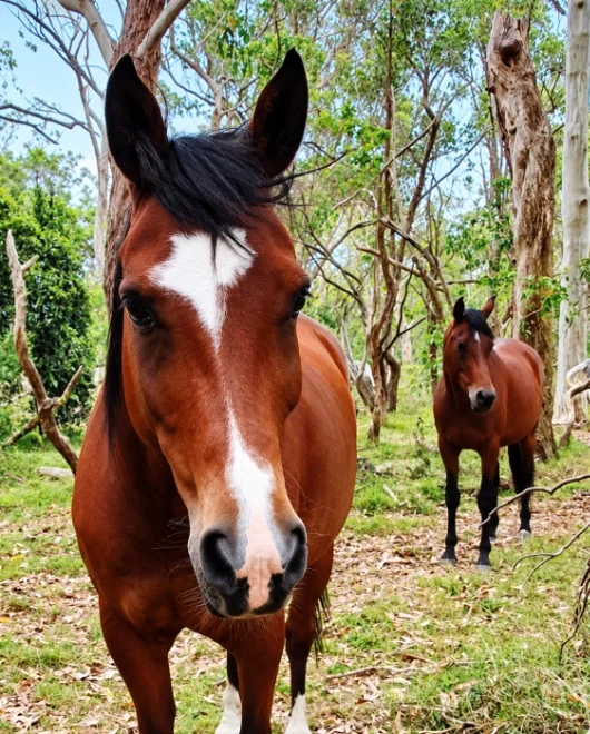 Working with horses